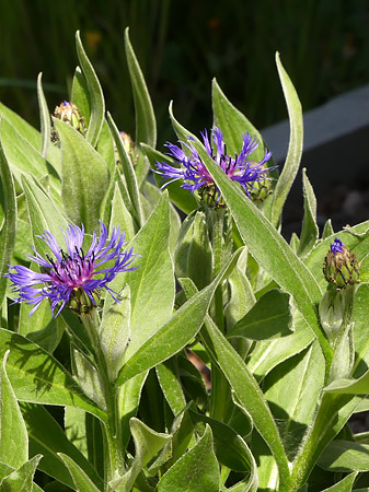 Centaurée des montagnes (Cyanus montanus)