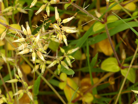 Céraiste aggloméré (Cerastium Glomeratum)