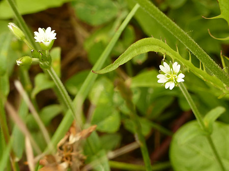 Céraiste commun (Cerastium fontanum)