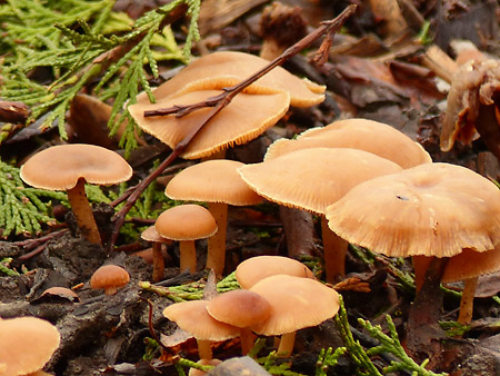 Tubaires (Tubaria sp.)