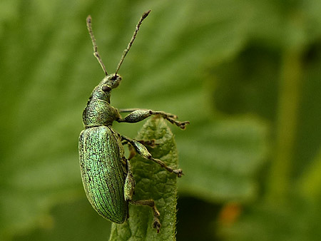 Charançon des orties (Phyllobius pomaceus)