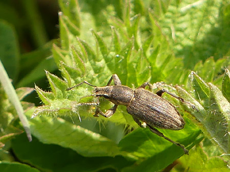 Charançon des orties (Phyllobius pomaceus)