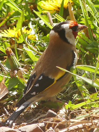 Chardonneret élégant (Carduelis carduelis)