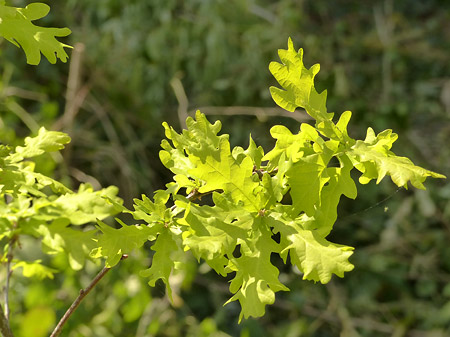 chêne (Quercus)