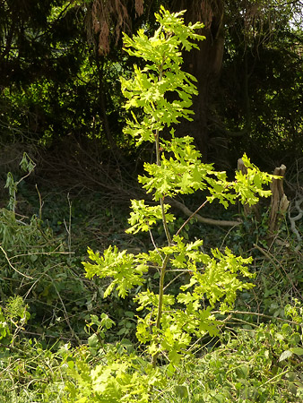 chêne (Quercus)