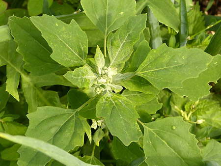 Chenopode blanc (Chenopodium album)