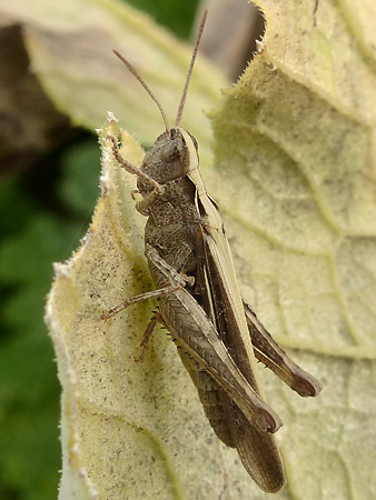 Criquet (Chorthippus sp.)