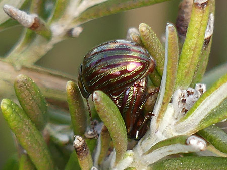 Chrysomèle du romarin (Chrysolina americana)