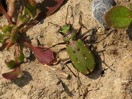 Cicindèle champêtre (Cicindela campestris)