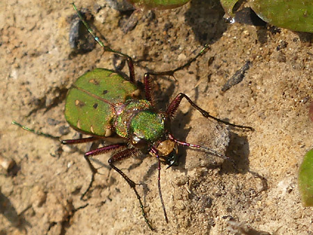 Cicindèle champêtre (Cicindela campestris)