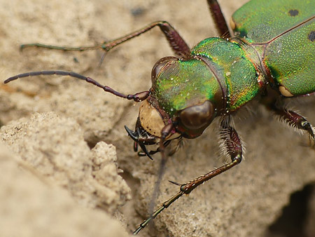 Cicindèle champêtre (Cicindela campestris)