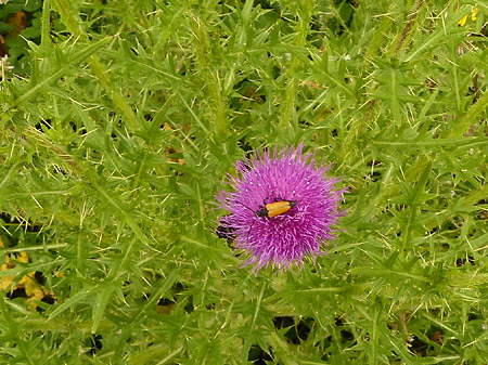 Cirse commun (Cirsium vulgare)