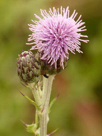 Cirse des champs (Cirsium arvense)