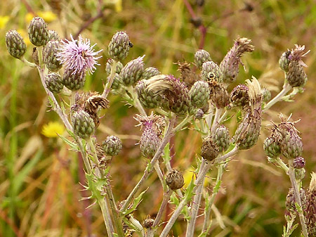 Cirse des champs (Cirsium arvense)