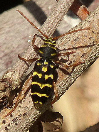 Clyte arqué (Plagionotus arcuatus)