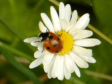 Coccinelle à 7 points (Coccinella septempunctata)