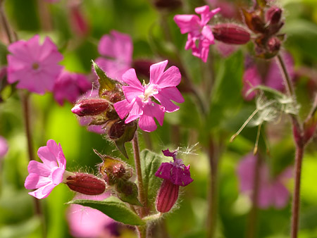 Compagnon rouge (Silene Dioica)