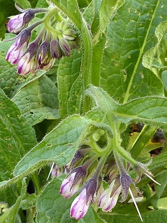 Fleur de consoude officinale