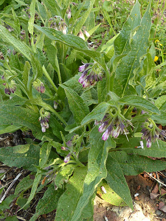 Symphytum officinale