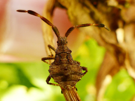 Corée marginée (Coreus marginatus) jeune