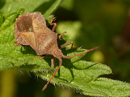 Corée marginée (Coreus marginatus)