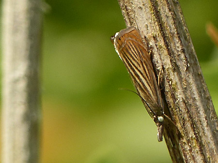 Crambus des jardins (Chrysoteuchia culmella)