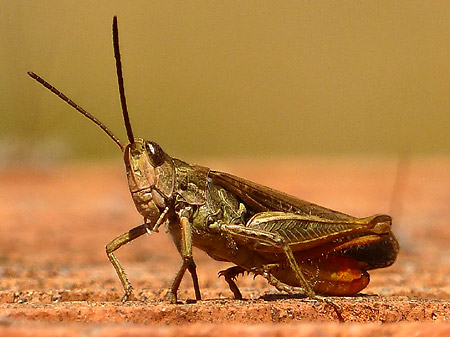 Criquet (Chorthippus sp.)