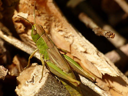 Criquet des pâtures (Pseudo chorthippus parallelus)