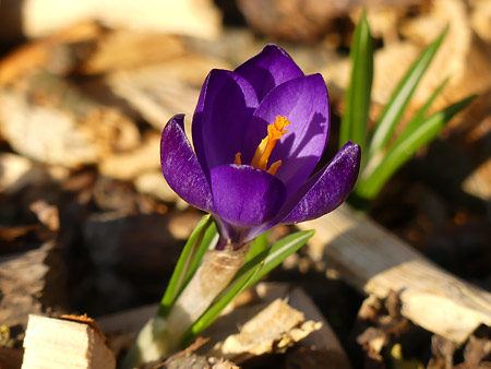 Crocus de Naples (Crocus vernus)