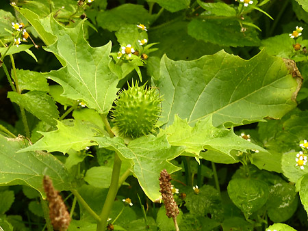 Datura officinal (Datura stramonium )