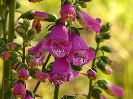 Digitale pourpre (Digitalis purpurea)