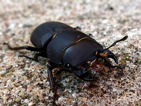 Petite biche (Dorcus parallelipipedus)