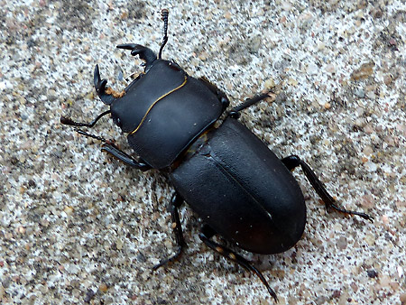 Petite biche (Dorcus parallelipipedus)