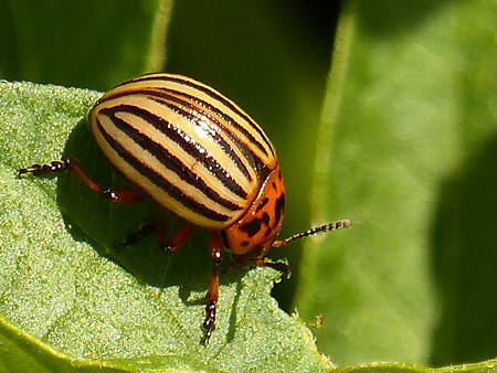 Doryphore (Leptinotarsa decemlineata)