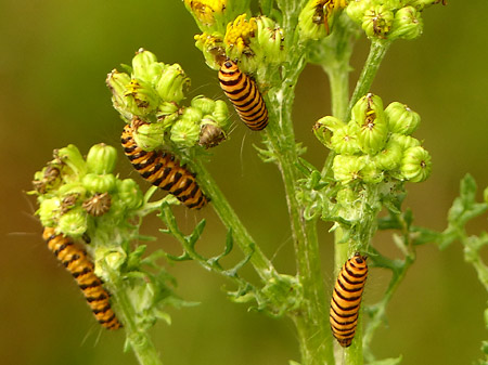 Chenilles d'écaille du séneçon (Tyria jacobaeae)