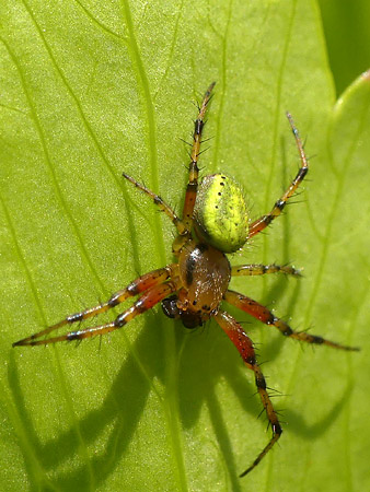 Epeire concombre (Araniella sp.)