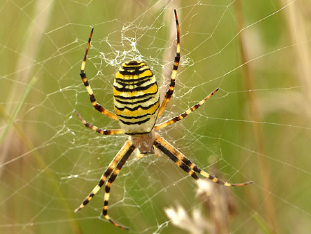 Epeire fasciée (Argiope bruennichi)