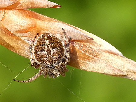 Épeire de velours (Agalenatea redii)