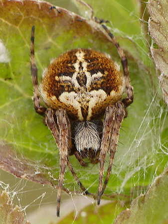 Épeire de velours (Agalenatea redii)