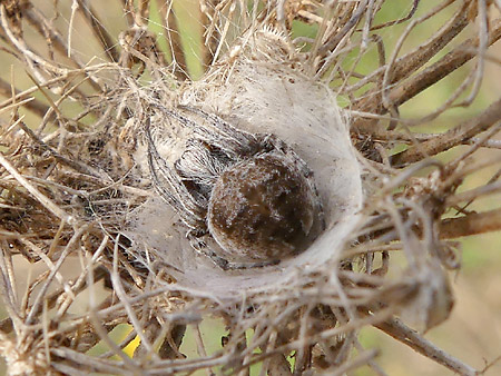 Épeire de velours (Agalenatea redii)