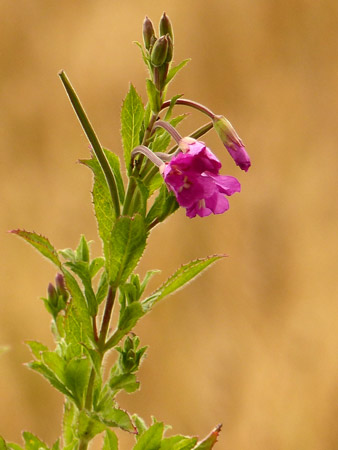 Epilobe à grandes fleurs (Epilobium hirsutum)