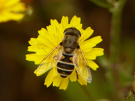 Eristale gluant (Eristalis tenax)