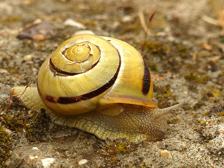 Escargot des jardins (Cepaea Hortensis)