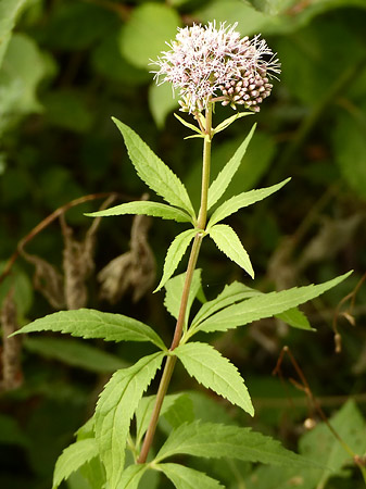 Eupatoire chanvrine (Eupatorium cannabinum)