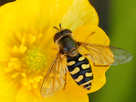 Syrphe des corolles (Eupeodes corollae)