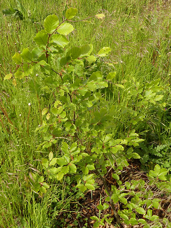 Hêtre comme (Fagus Sylvatica)