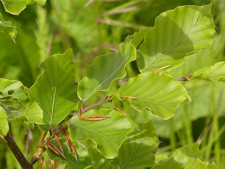 Hêtre comme (Fagus Sylvatica)