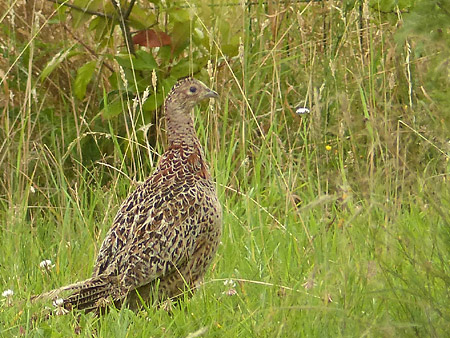 Faisan de colchide (Phasianus colchicus)