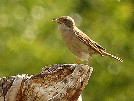 Fauvette grisette (Sylvia communis) juvénile