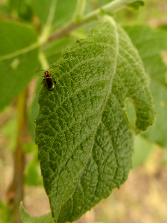 feuille Saule marsault (Salix caprea)